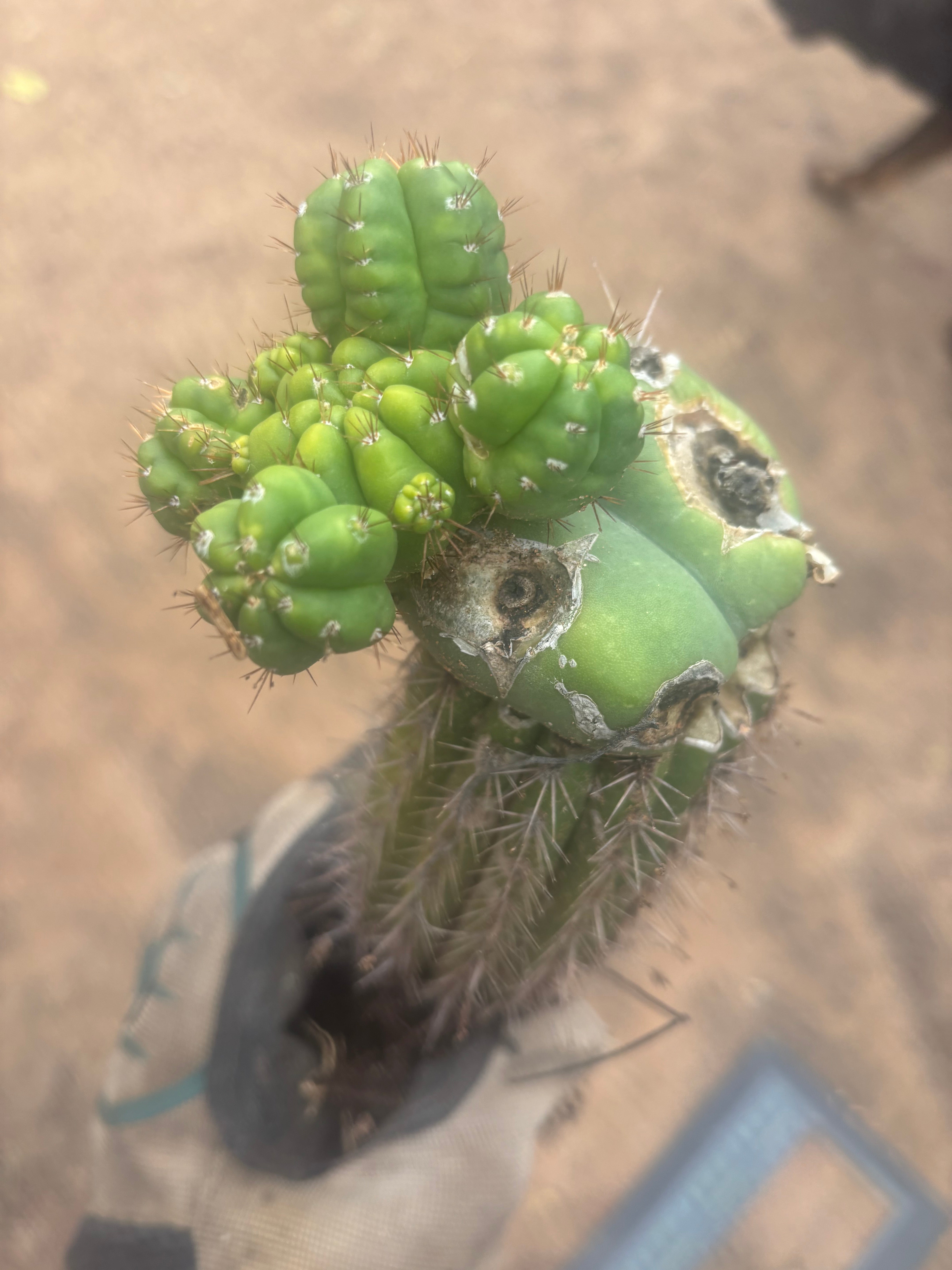 💎👑💎 Havran — Established Multi-Pup Slab Graft, Rooted