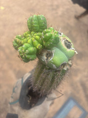 💎👑💎 Havran — Established Multi-Pup Slab Graft, Rooted