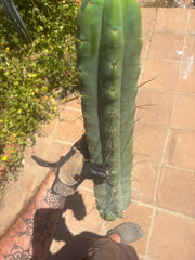 👑💎🌶️🌶️ Eileen — 18” Mega Tip