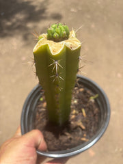 💎👑💎 Havran — Pup Graft on Seed Grown Rooted Stock