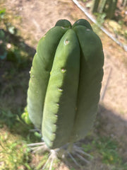 👑 Aussie Scop — 9” Melon Pup