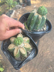 💎👑💎 Havran — Pup Grafts on Rooted Shine01 (Two Ready to Ship)