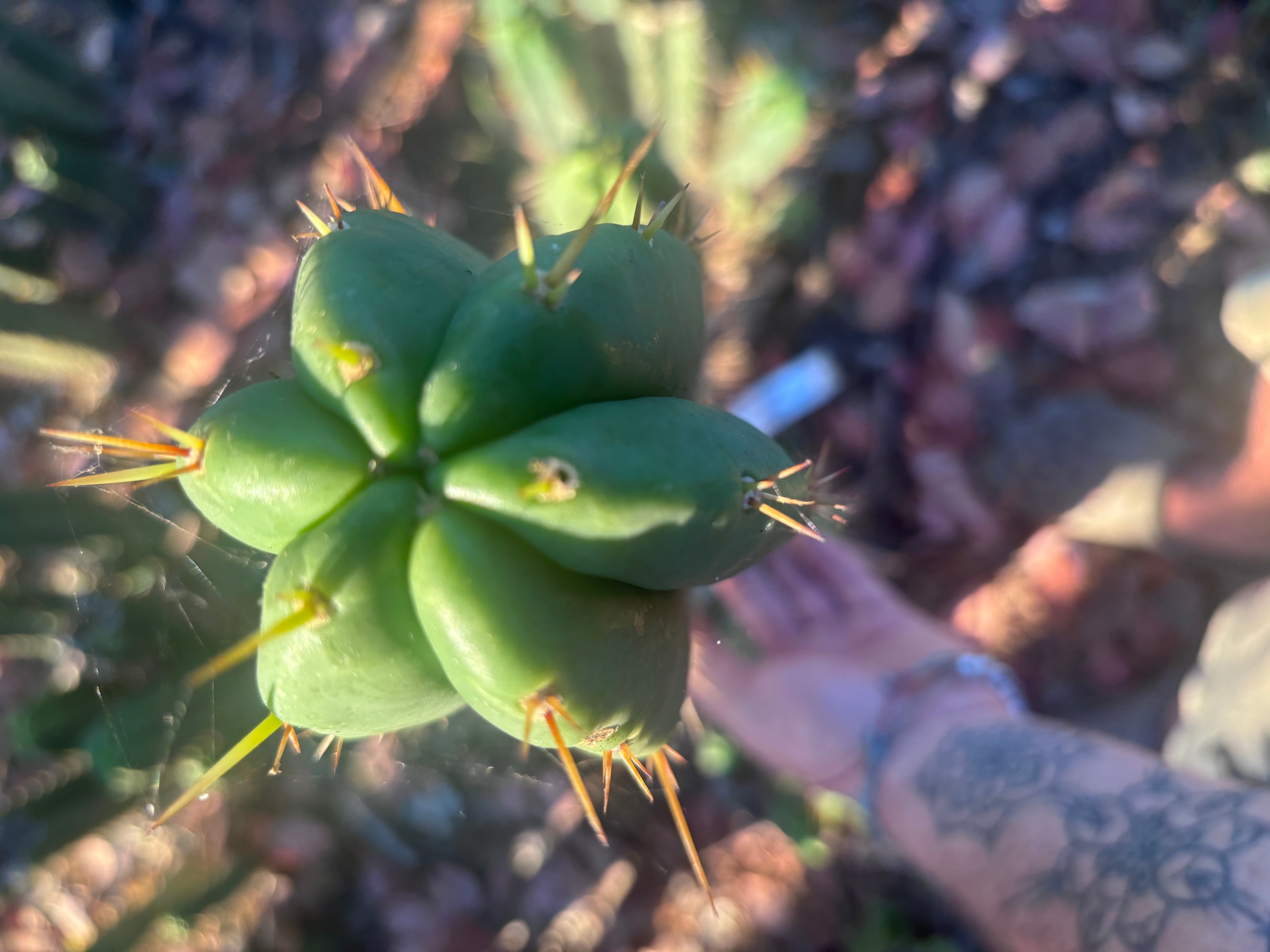 👑🌶️ Malo4 (F2)  — Fat 10” Tip