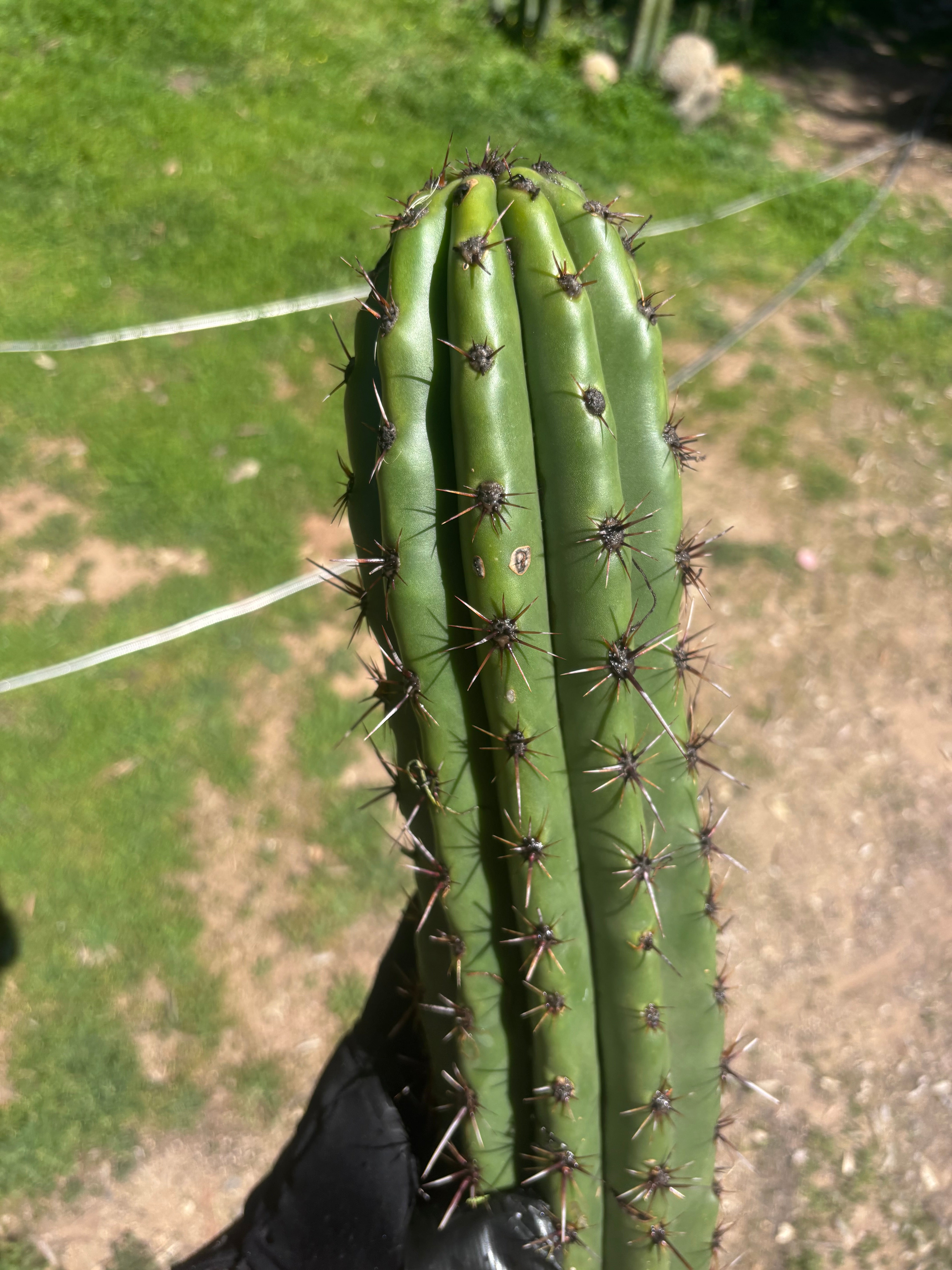 Tacaquirensis — Massive 16” Tip