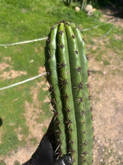 Tacaquirensis — Massive 16” Tip