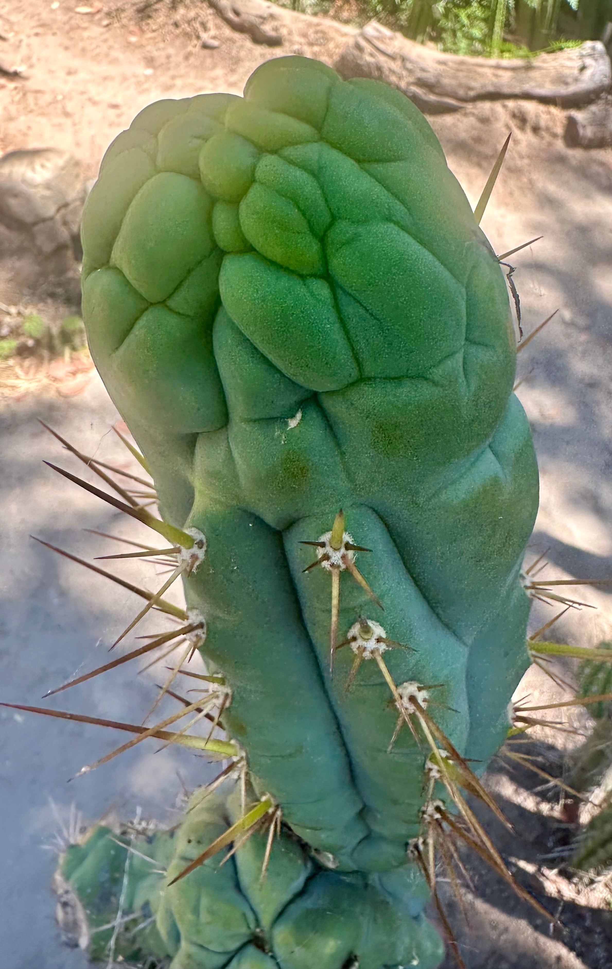 💎👑 Bruce’s Dragon — Chonky 8” Grenade
