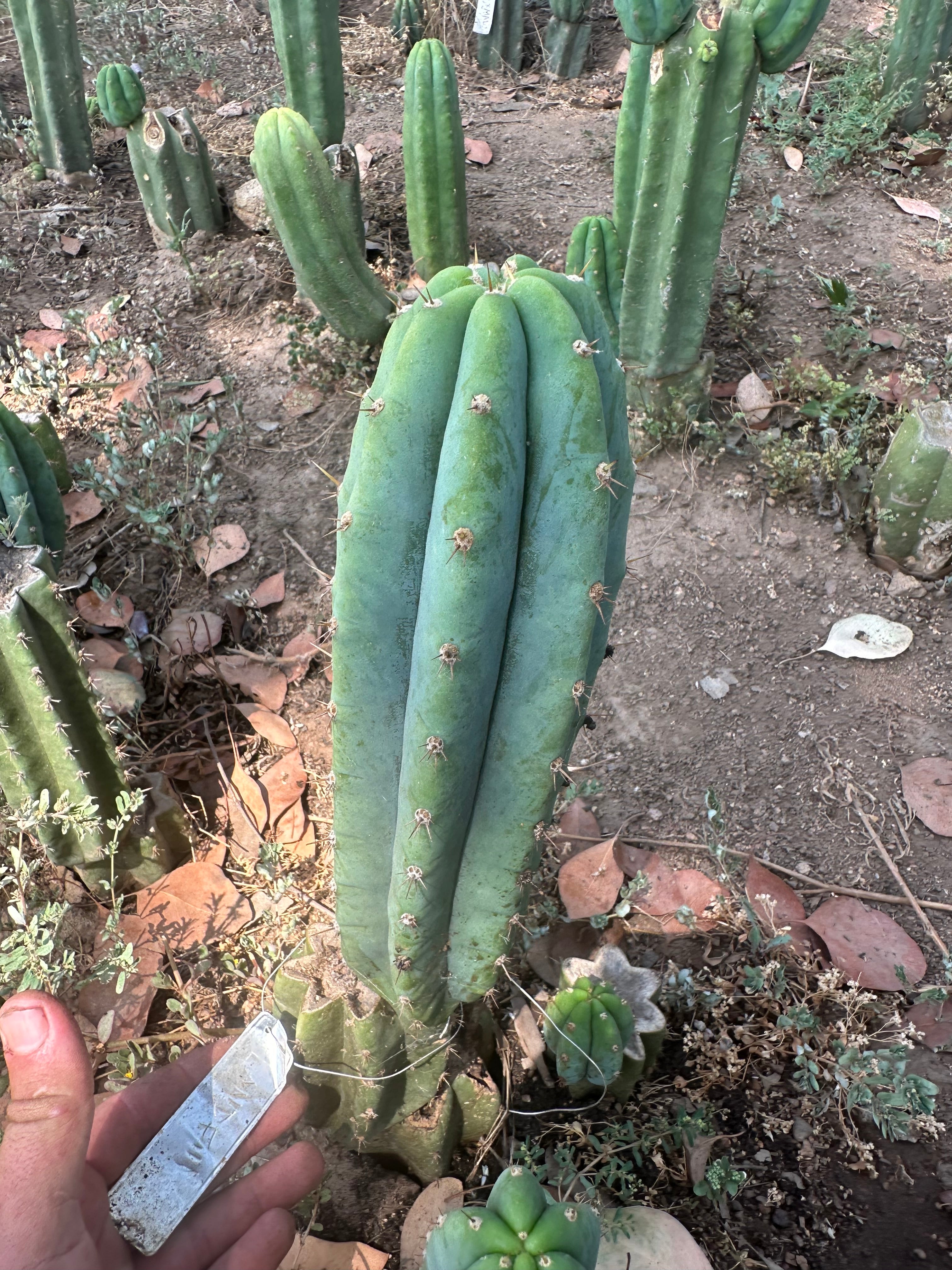 👑🌶️🌶️ Landfill — 11” Pup