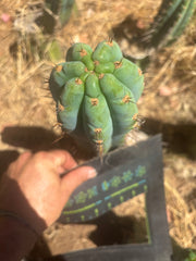 💎👑 Papa Smurf — Chonky 8” Tip