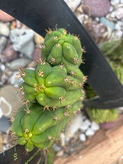 💎 Oscar x TPM — 10” Trident (Trichot Tip)