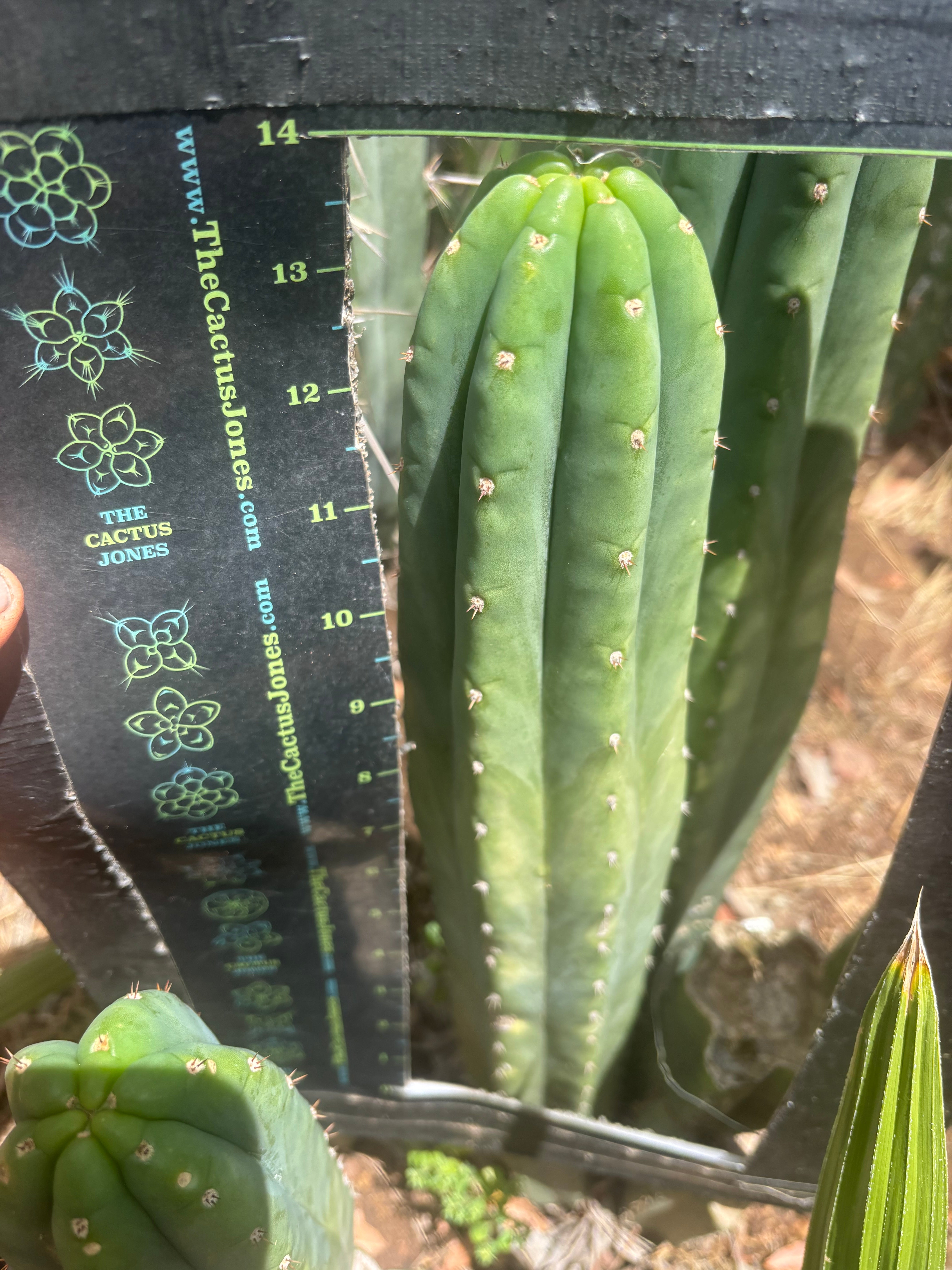 👑🌶️ Davy — XL 14” Tip
