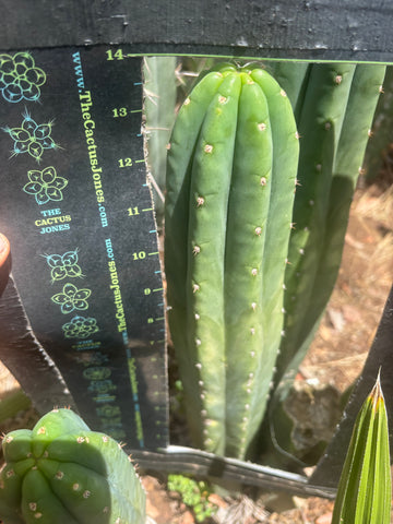 👑🌶️ Davy — XL 14” Tip