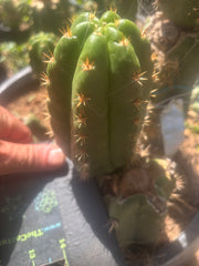 💎👑💎🌶️ CareBear — 5” Grenade
