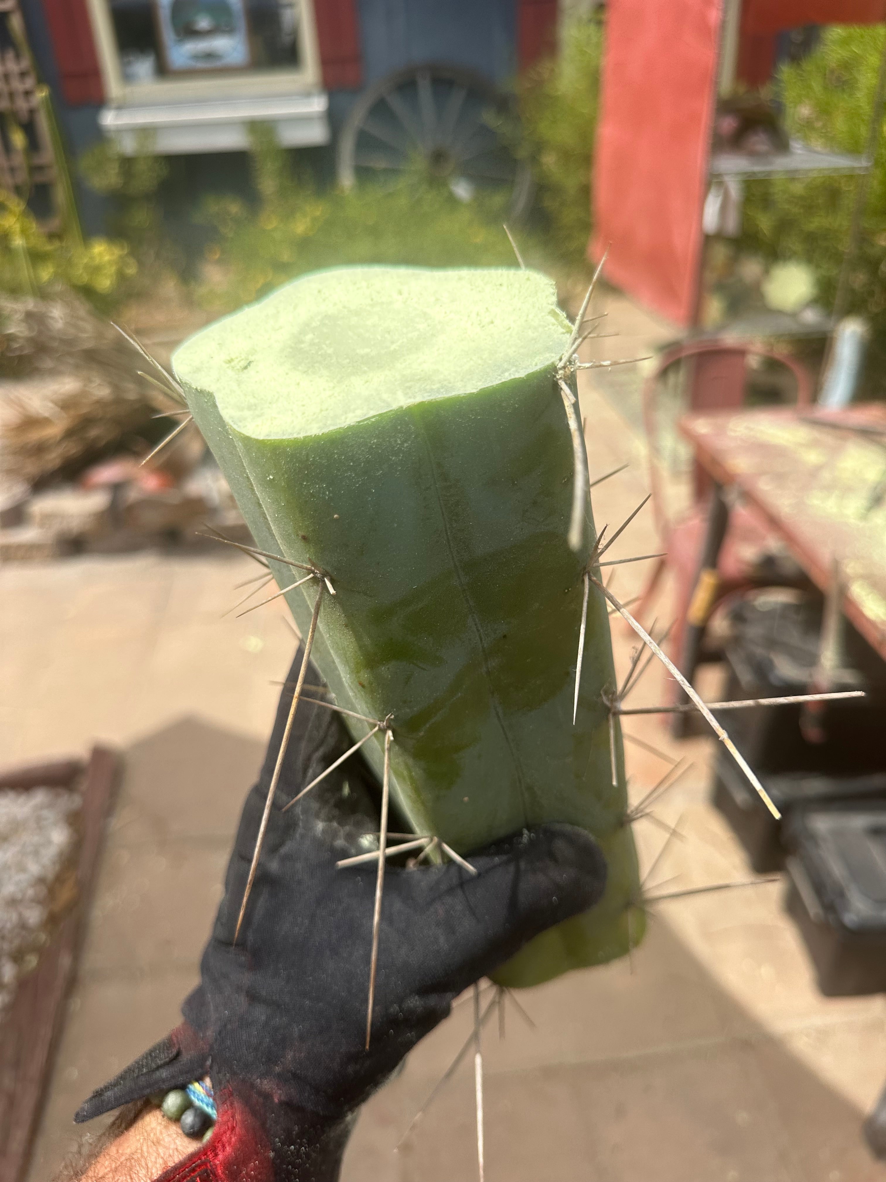 👑🌶️ Custom Listing for Scott C