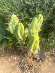 👑🌶️🌶️  TBM  — XXL Rooted Cluster