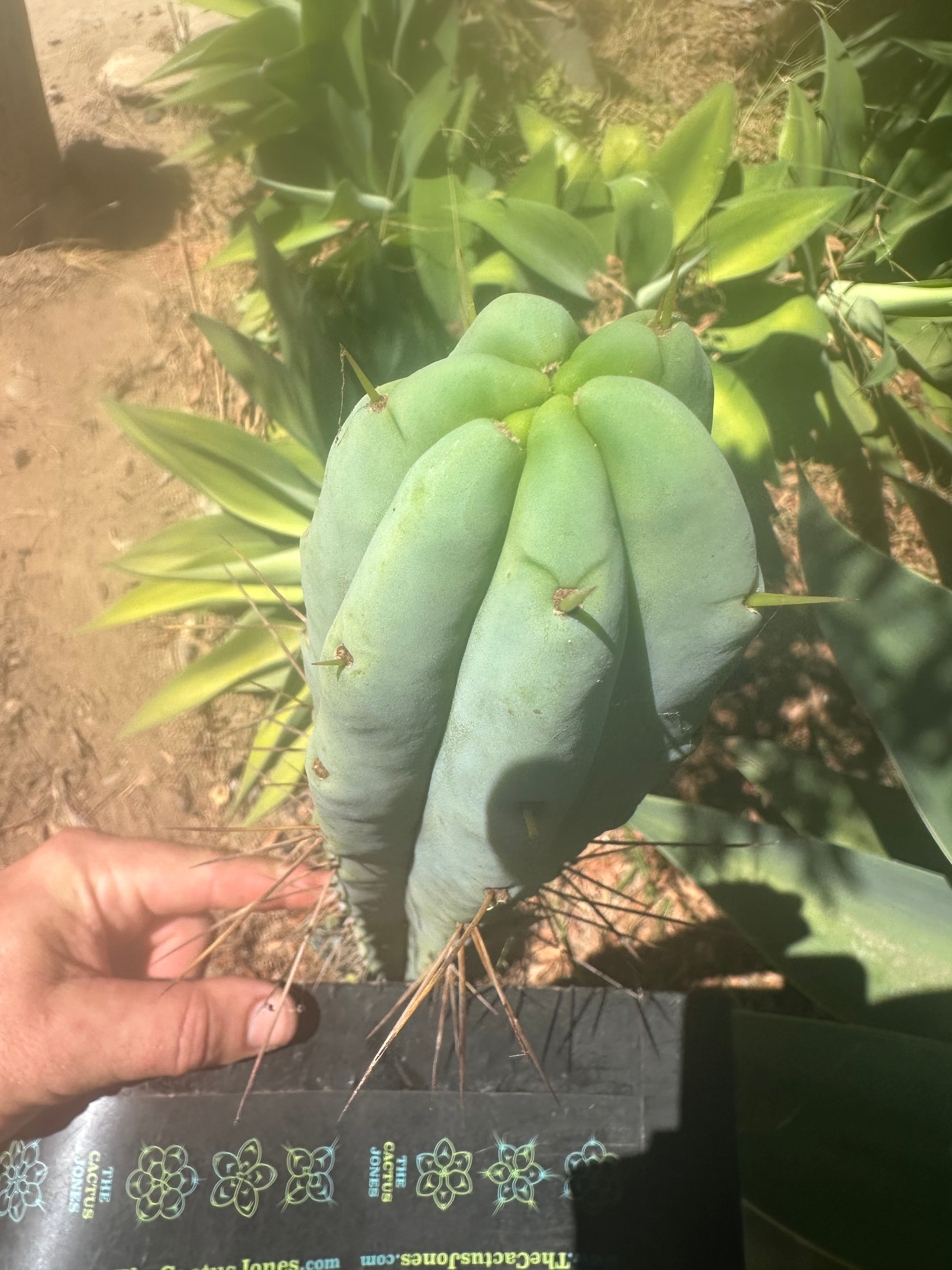 Custom Listing for A.Pogzeba