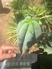 Custom Listing for A.Pogzeba