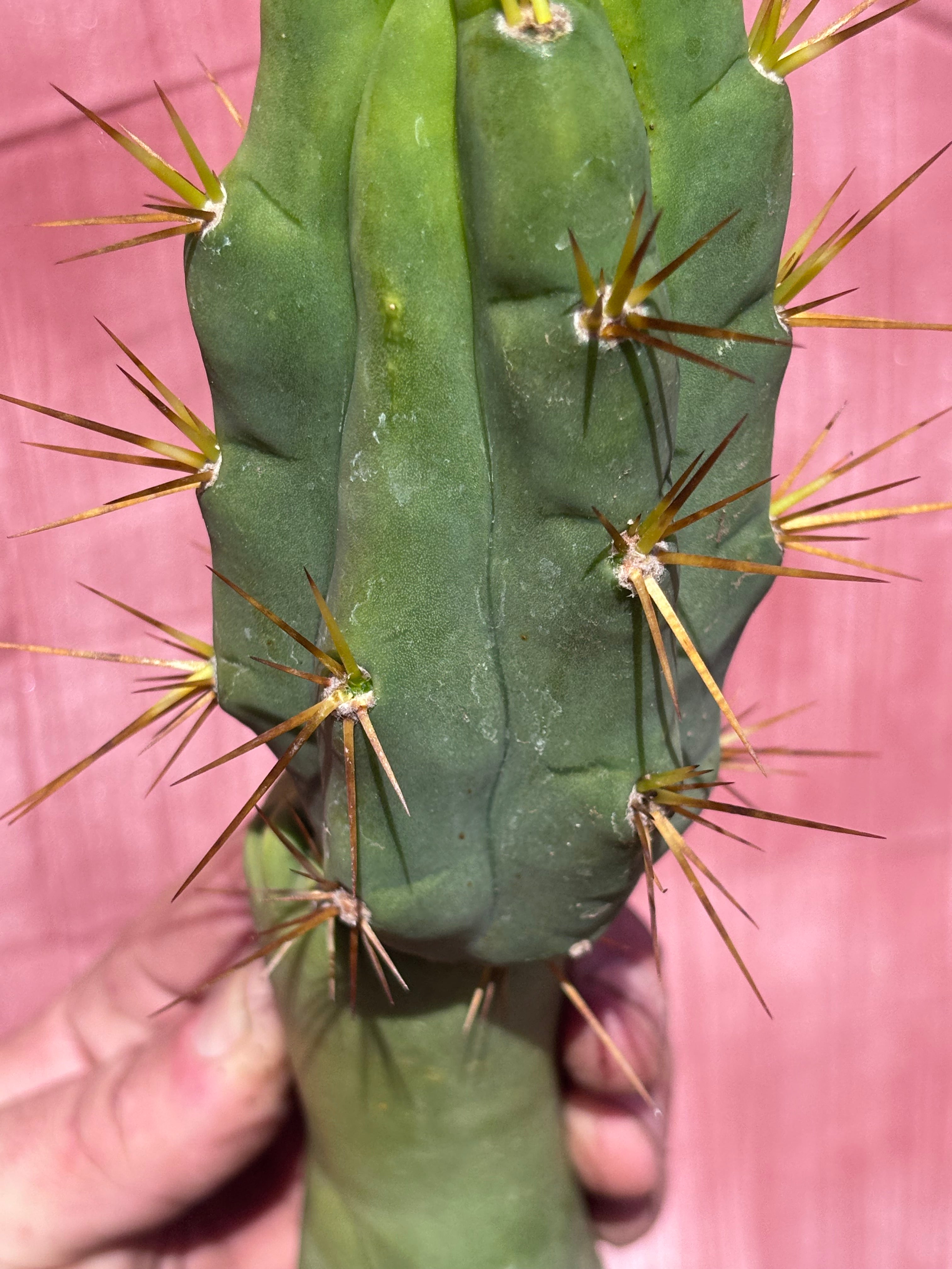 💎👑🌶️ TBQM  — Switch Specimen (Rooted)
