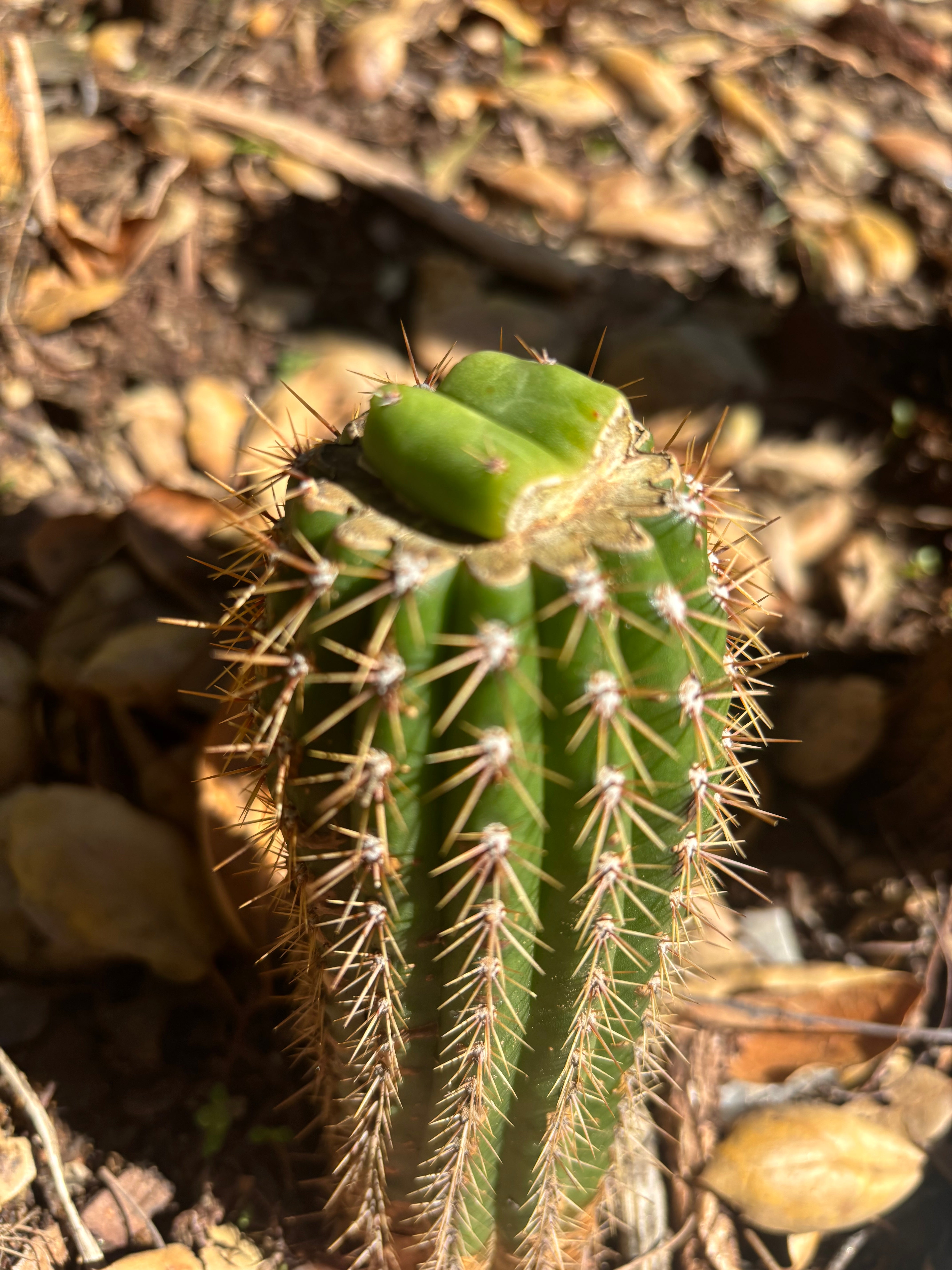 👑🌶️🌶️ KR04 — Rooted Slab Graft
