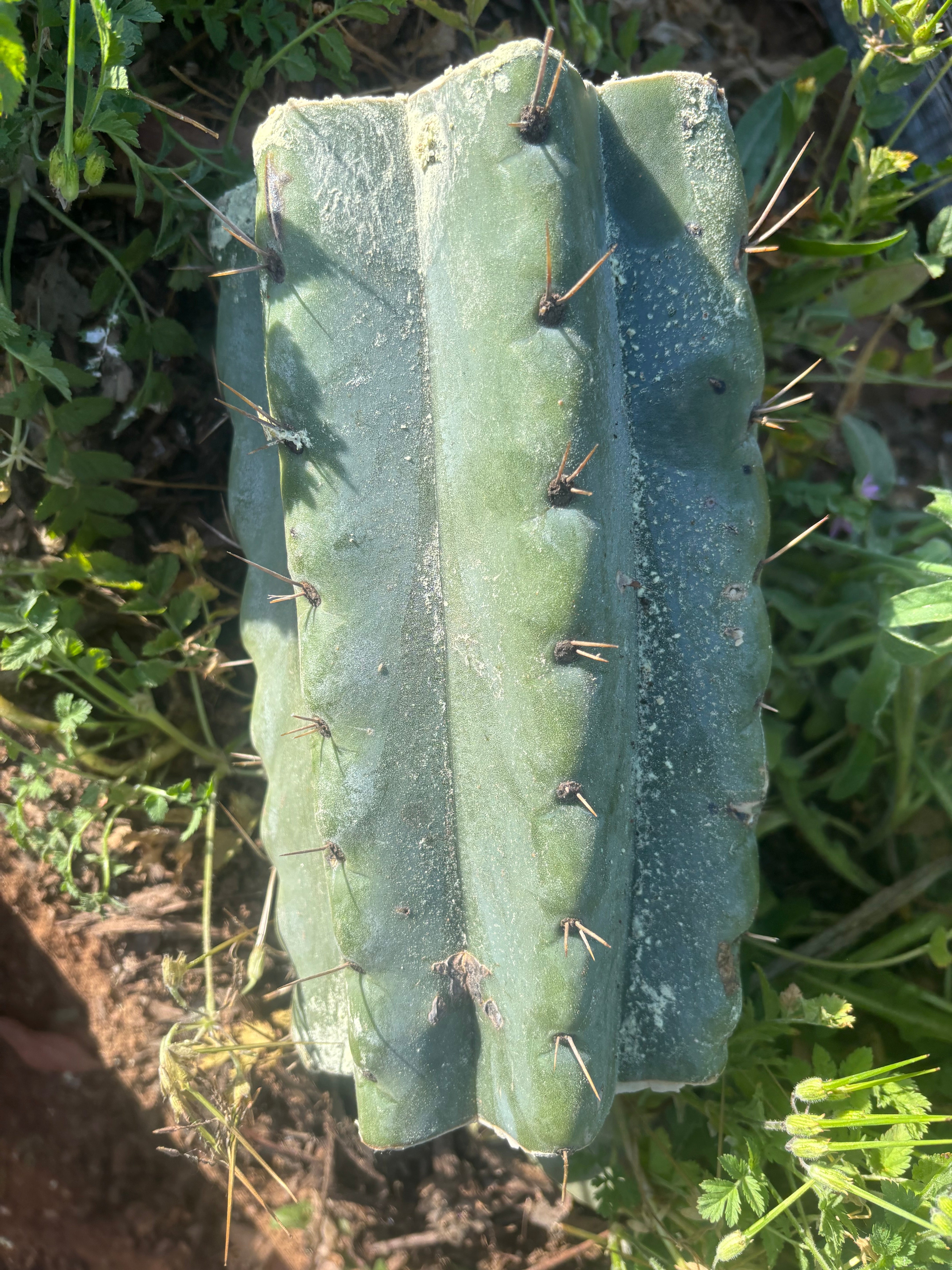 💎🌶️🌶️ NOM —  BEEFY 9” Mid