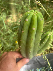 👑🌶️🌶️ KR04 — 7.5” Pup