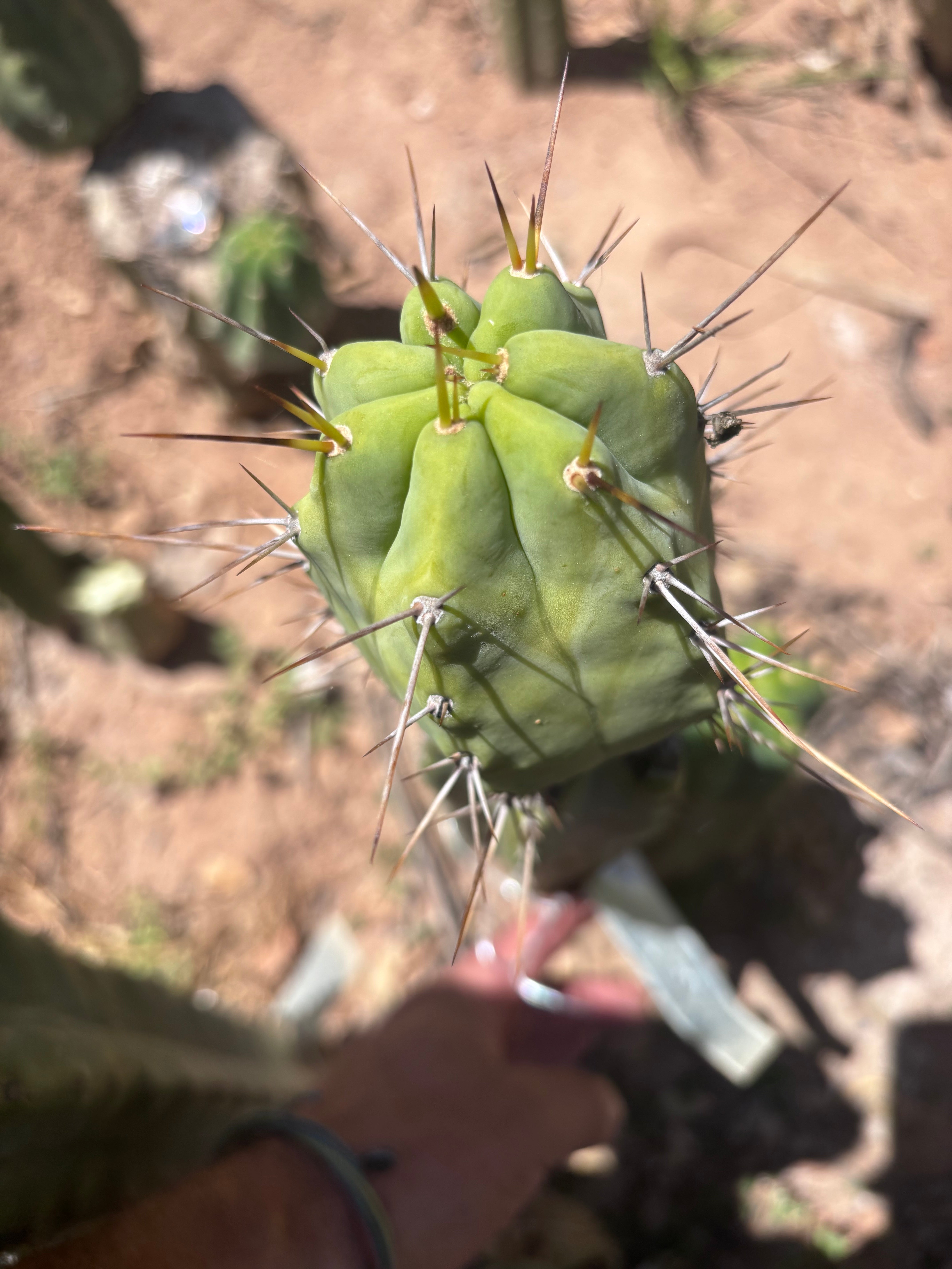 👑💎🌶️  CSD — Large Tip Graft