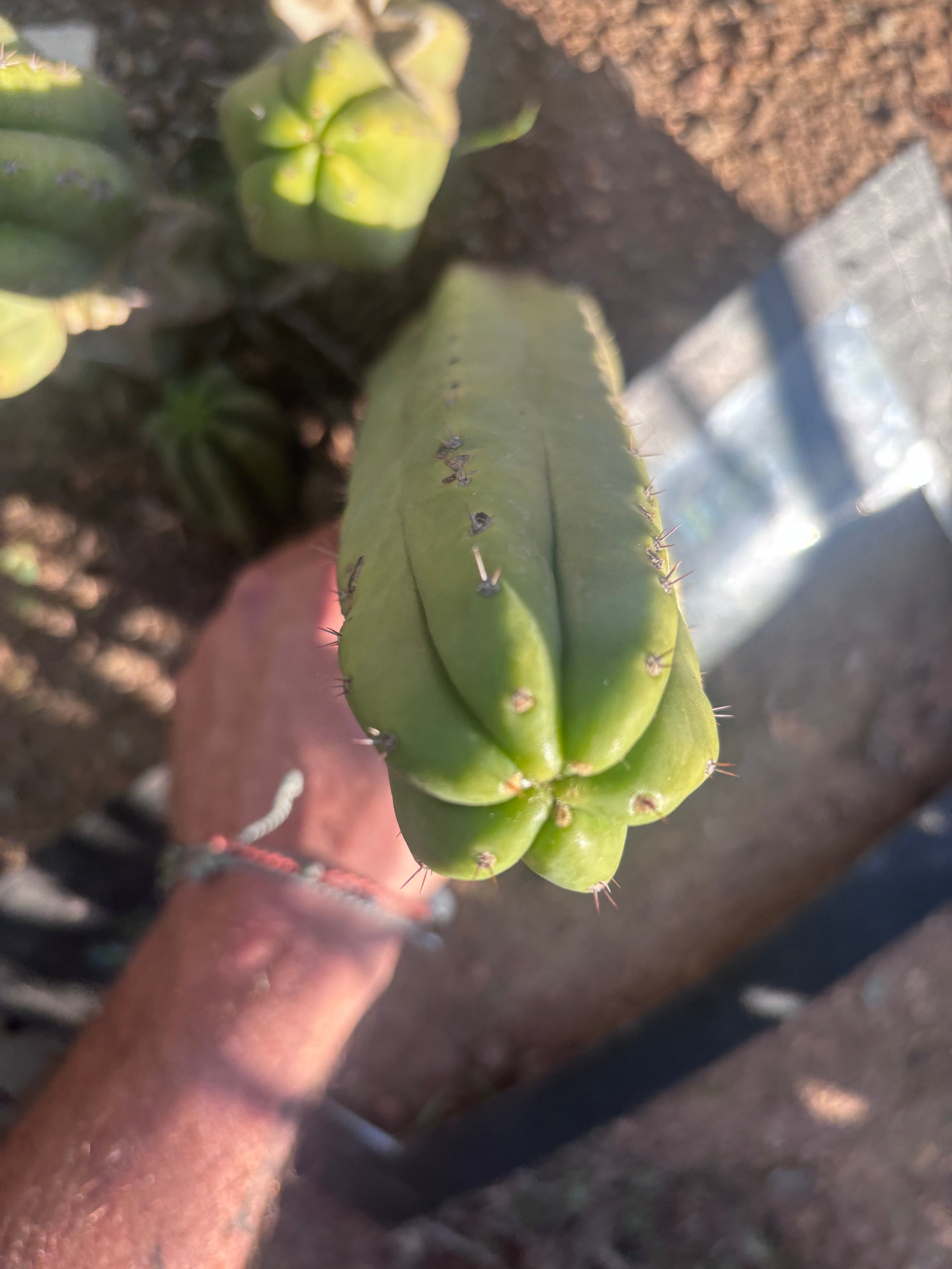 💎👑 JN07 “El Negro” — 8” Tip