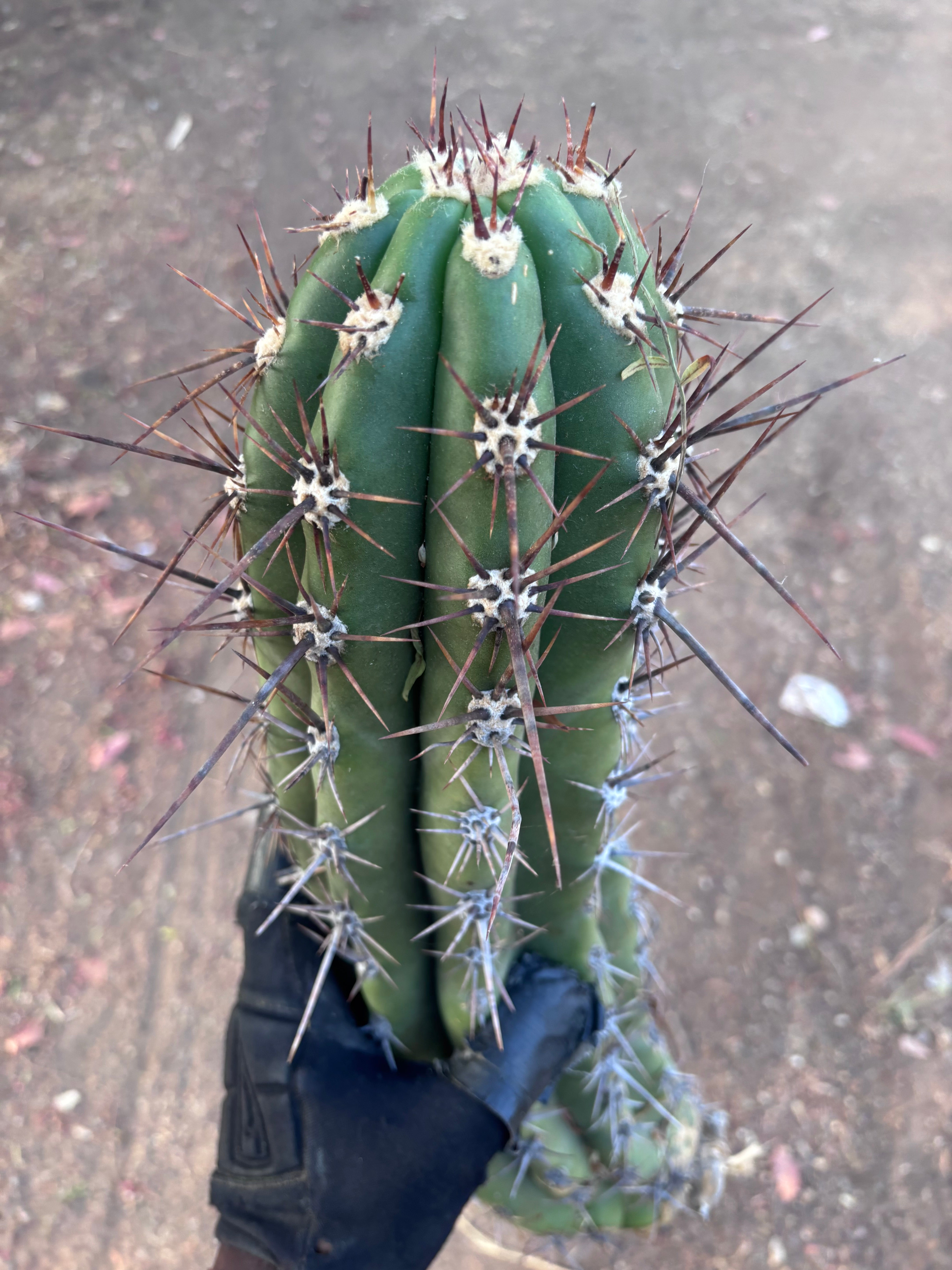 💎 Taquimbalensis — XL 17” Pup