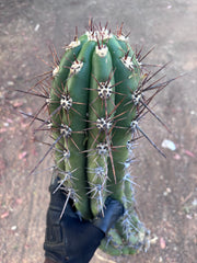 💎 Taquimbalensis — XL 17” Pup