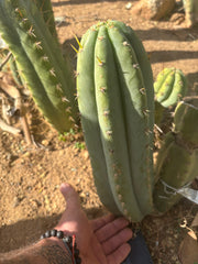 👑 Brian’s Blue Skies — XL 14” Pup