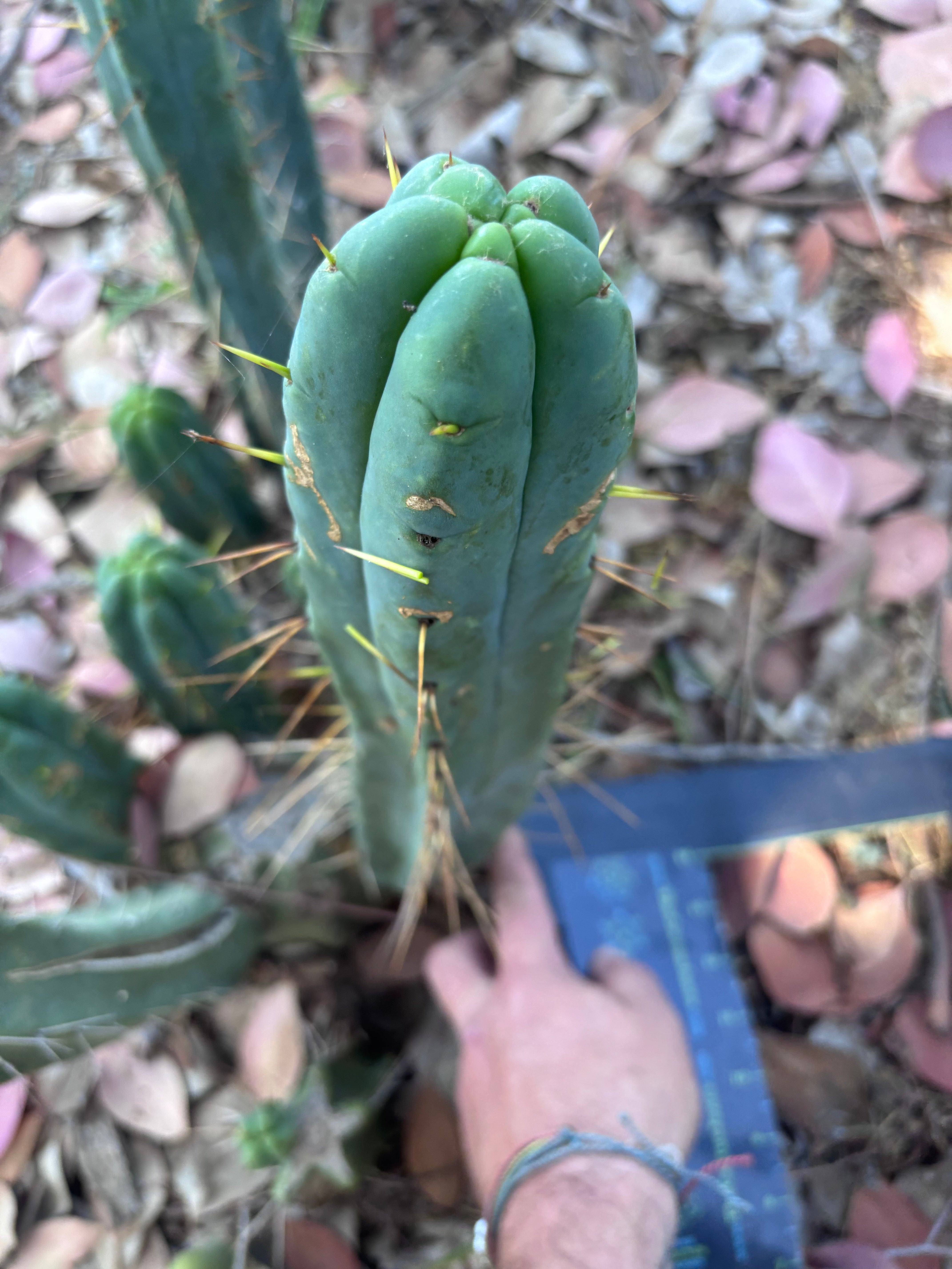 👑🌶️ BBB —  XL 15” Pup
