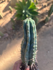 👑🌶️ Lumberjack— Fully Rooted 12” Tip