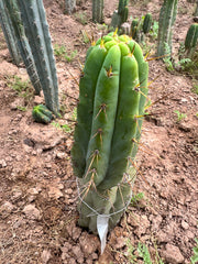 👑 Nash — 9” Grenade