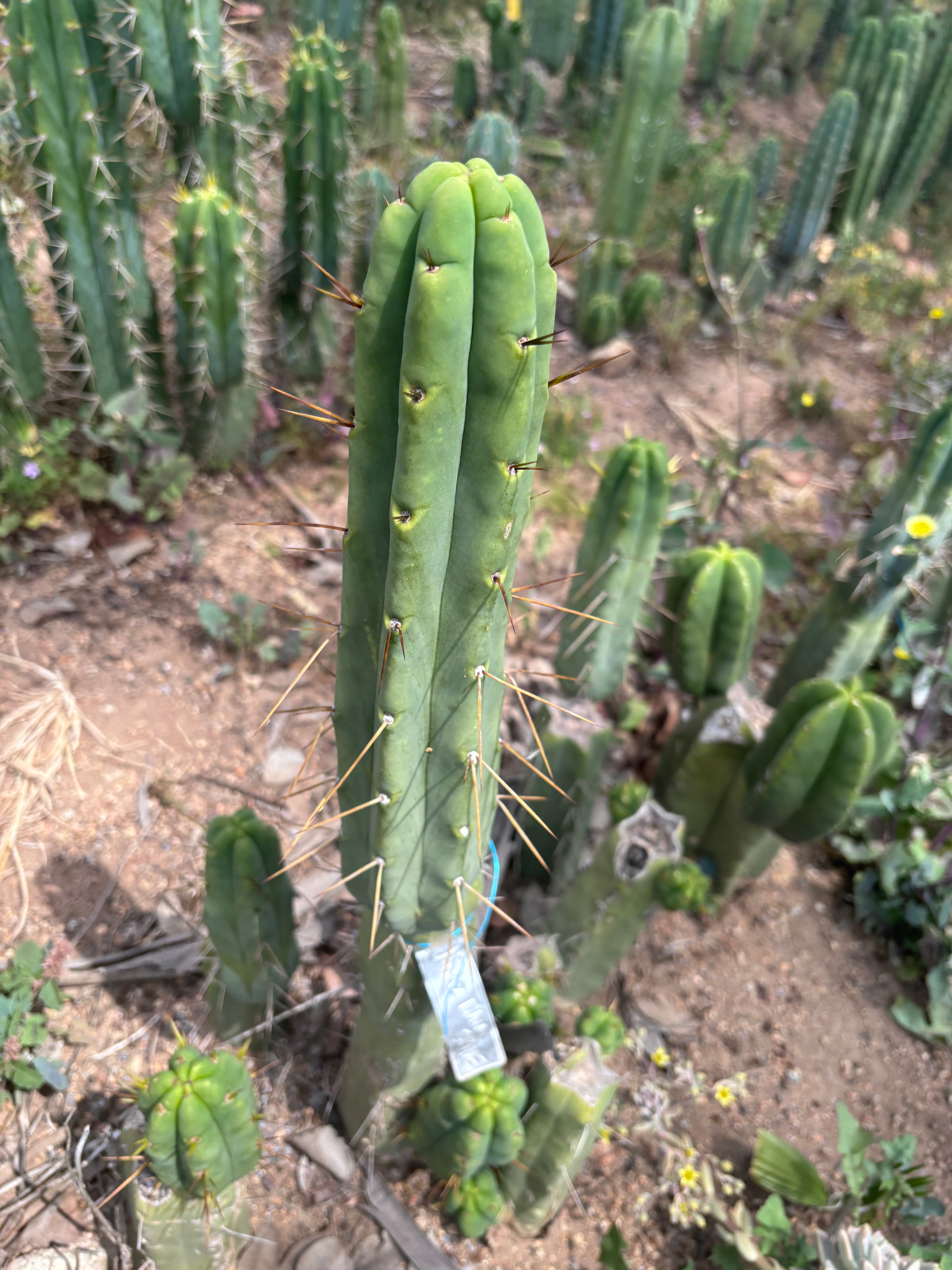 👑🌶️🌶️  Jiimz Twin Again — 11” Pup