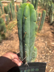 👑🌶️ Species C — 11” Pup