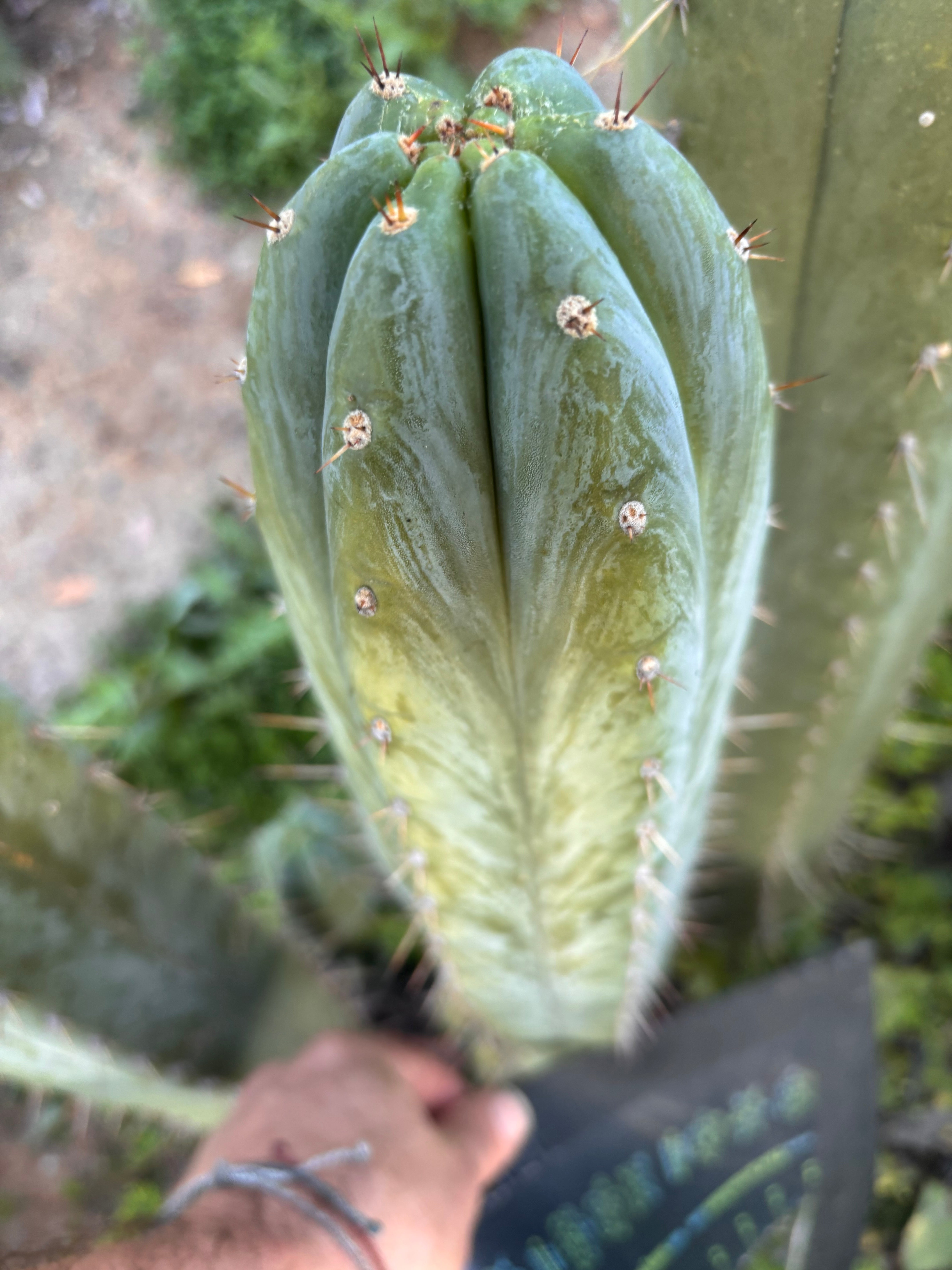 💎👑🌶️ Kimnach — XL 14” Pup
