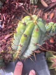 👑🌶️🌶️ Pala! — The Sunday Pup