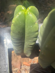 💎👑🌶️ Ferah — 8” Fourwang Pup