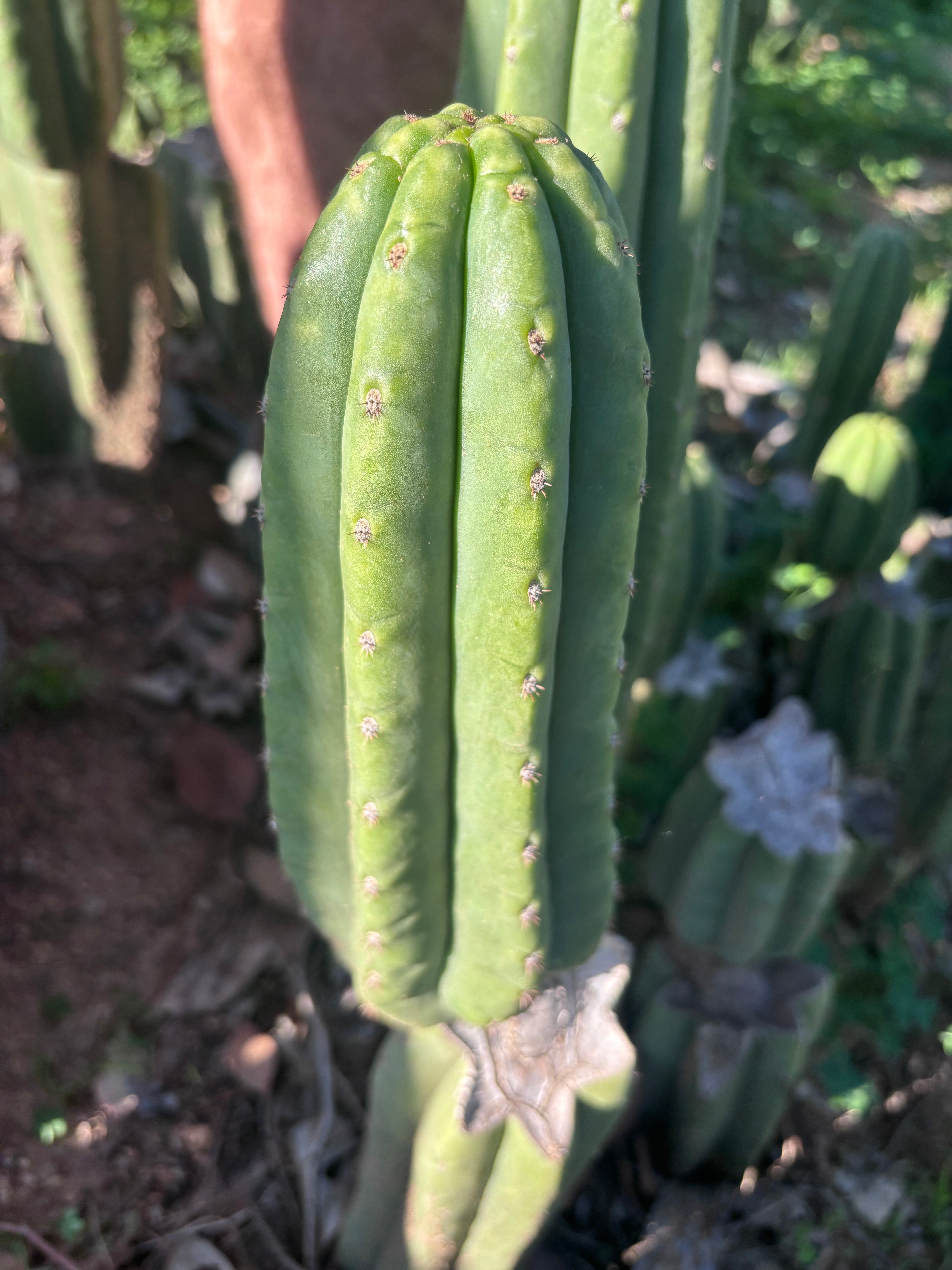 👑🌶️ The Field’s Pachanoi — Chonky 9” Pup