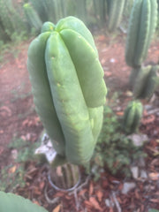 💎👑🌶️ Ferah — Chonky 8.5” Tip