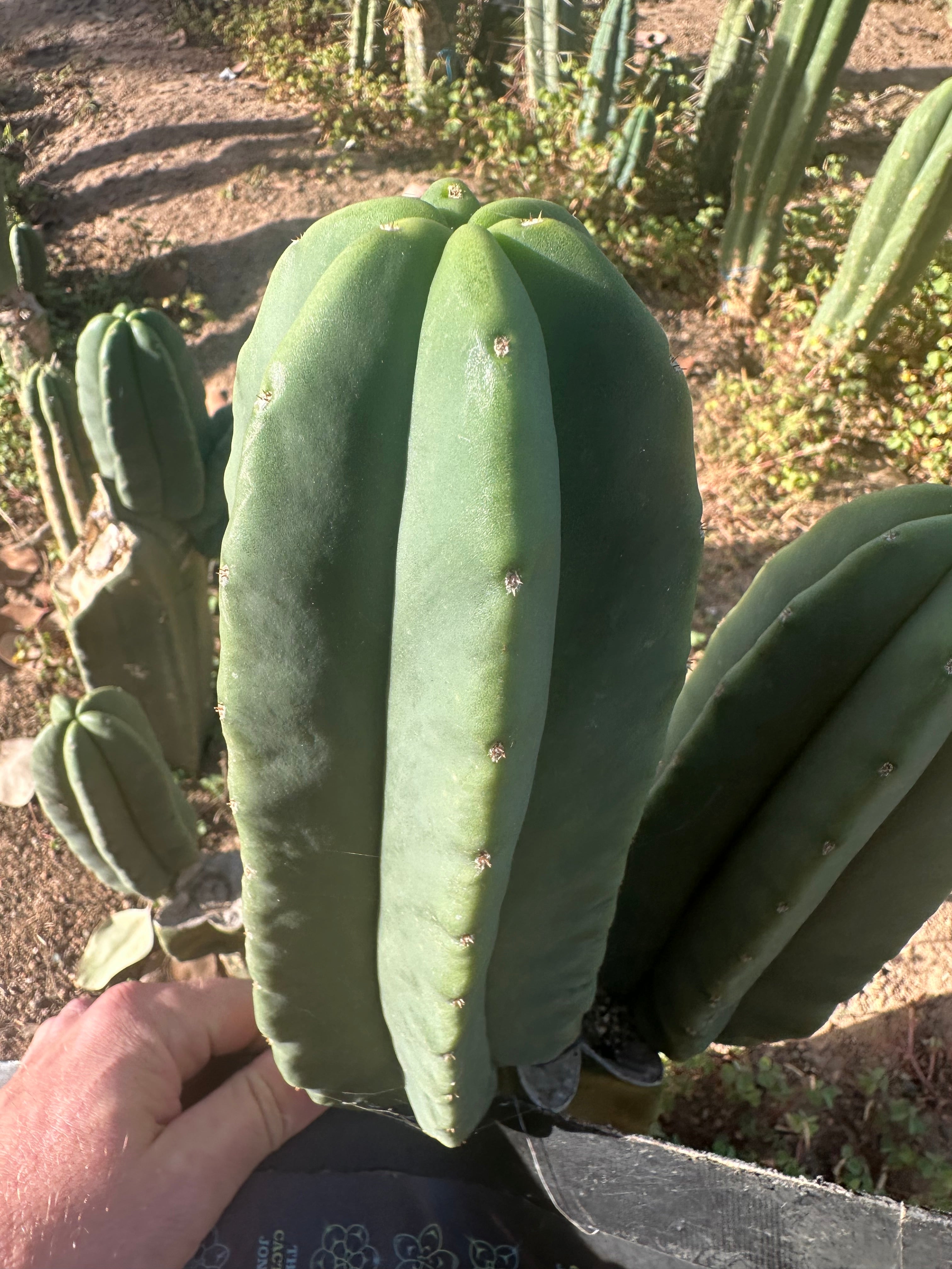 💎 Primo Aussie Scop  — Fat 10” Pup