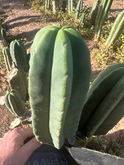 💎 Primo Aussie Scop  — Fat 10” Pup