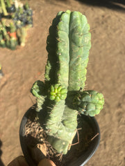 💎👑💎 Havran — Established Multi-Pup Graft on PC