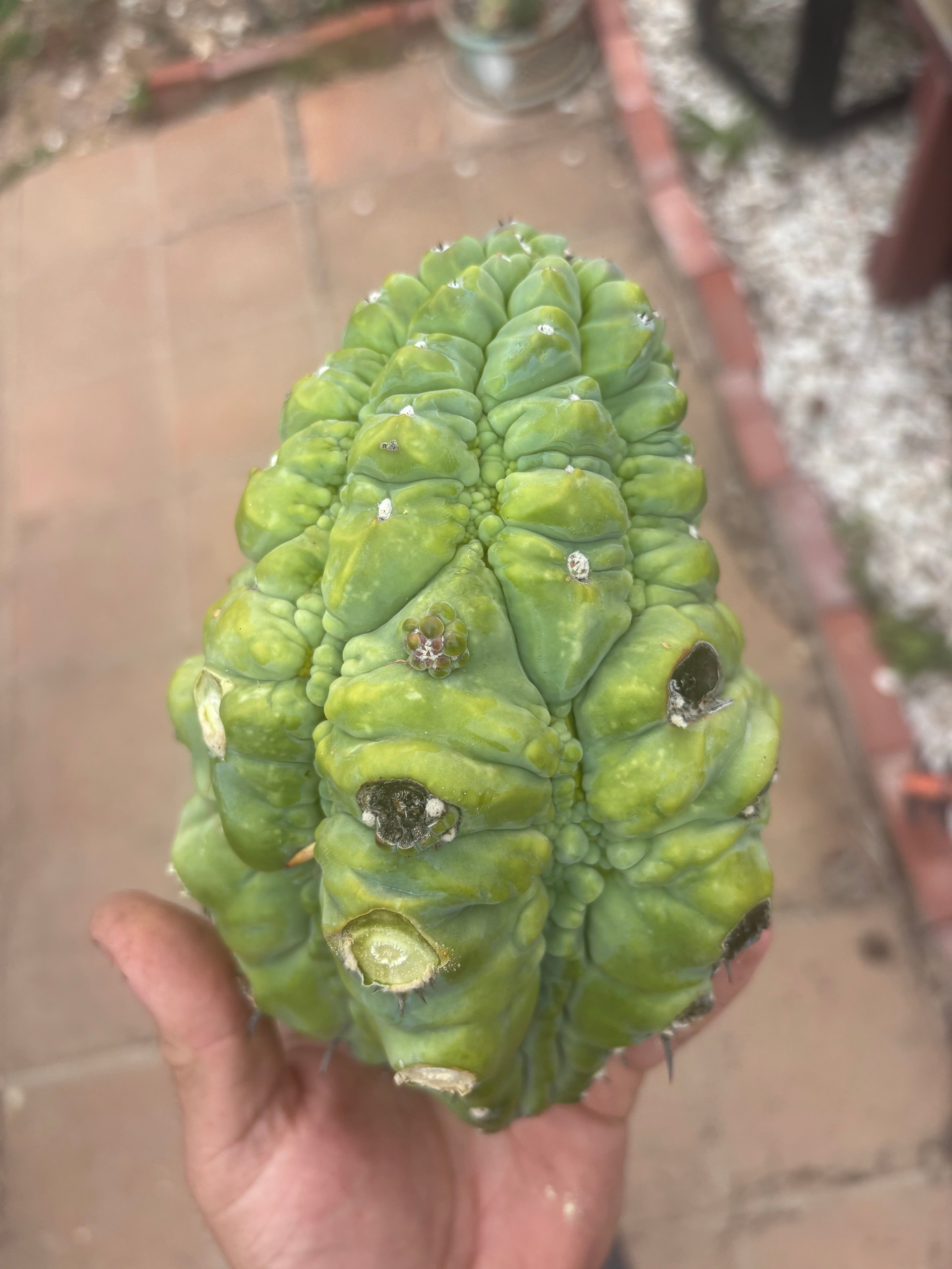 👑💎 BIG Glorp Chunk