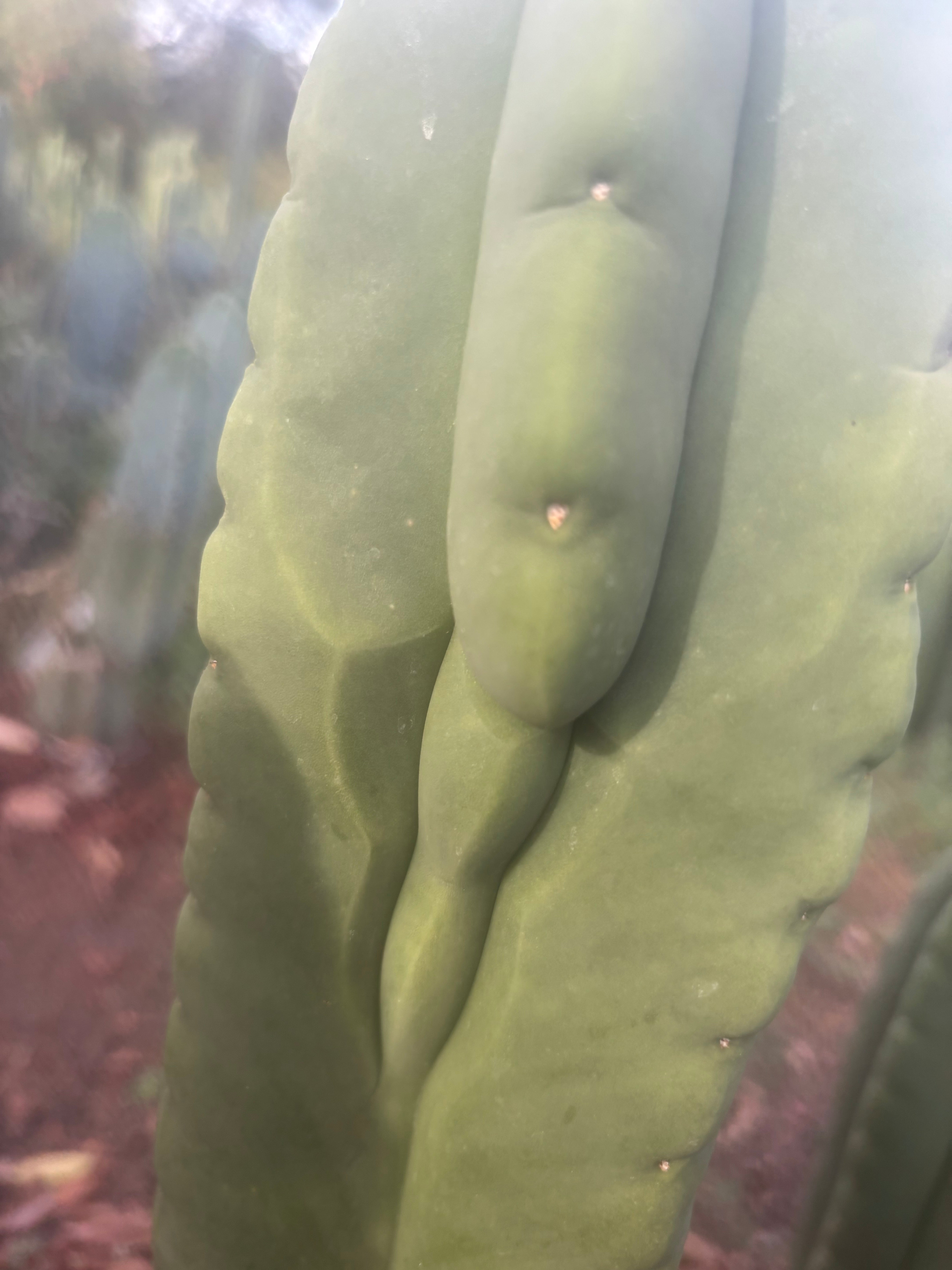 💎👑🌶️ Ferah — Chonky 8.5” Tip