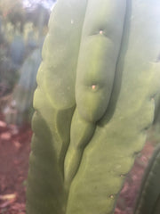 💎👑🌶️ Ferah — Chonky 8.5” Tip
