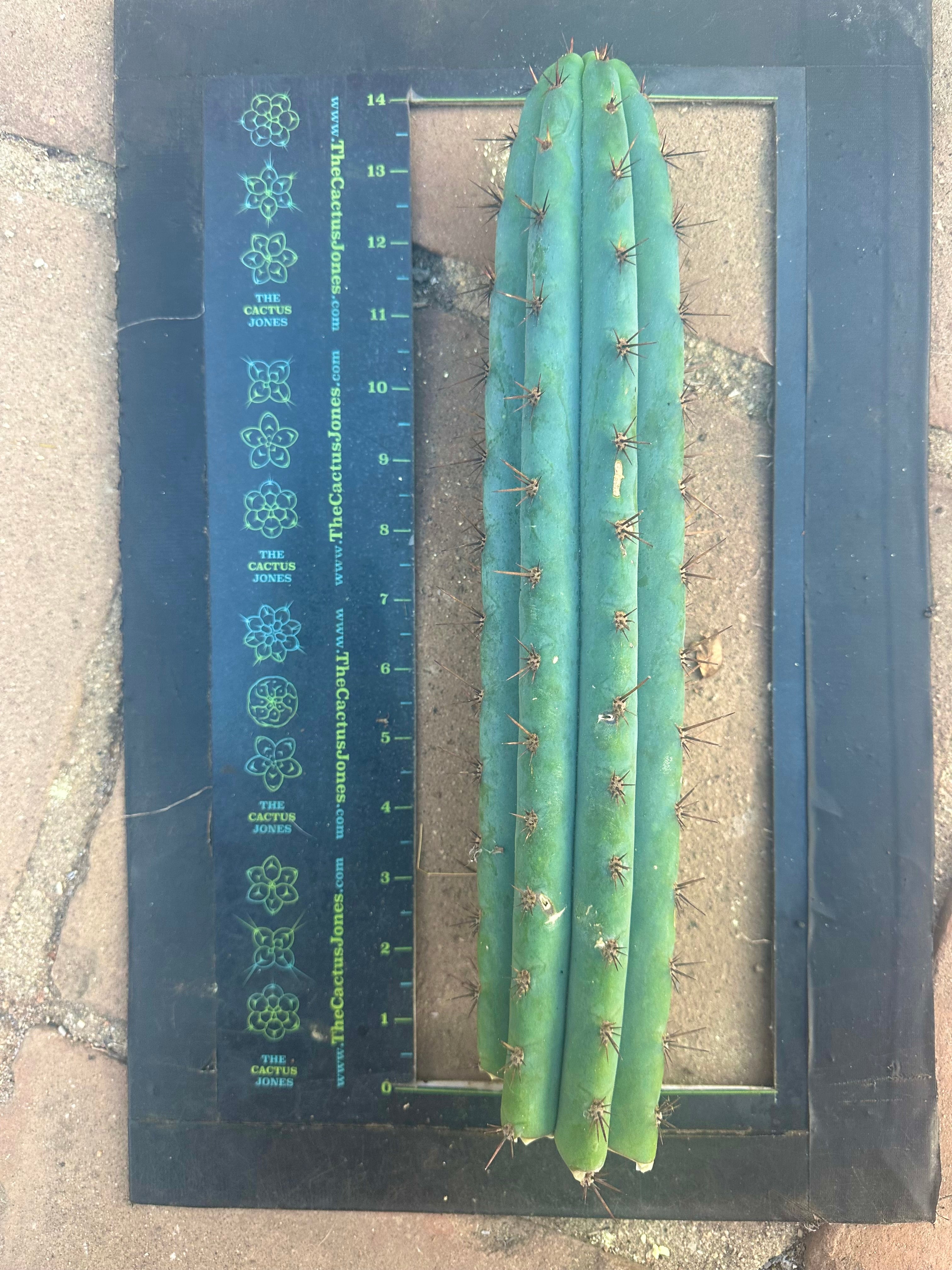 👑💎 Rimac Valley — Gorgeous 14” Tip