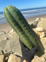 👑🌶️ Tom Juuls Giant  — XL Thick 16” Tip