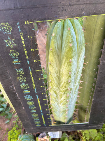 💎👑🌶️ Kimnach — XL 14” Pup