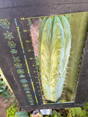 💎👑🌶️ Kimnach — XL 14” Pup