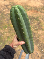 💎🌶️ SS02 x Yowie — MASSIVE 15” Tip